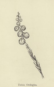 Tickia Orologica by Edward Lear